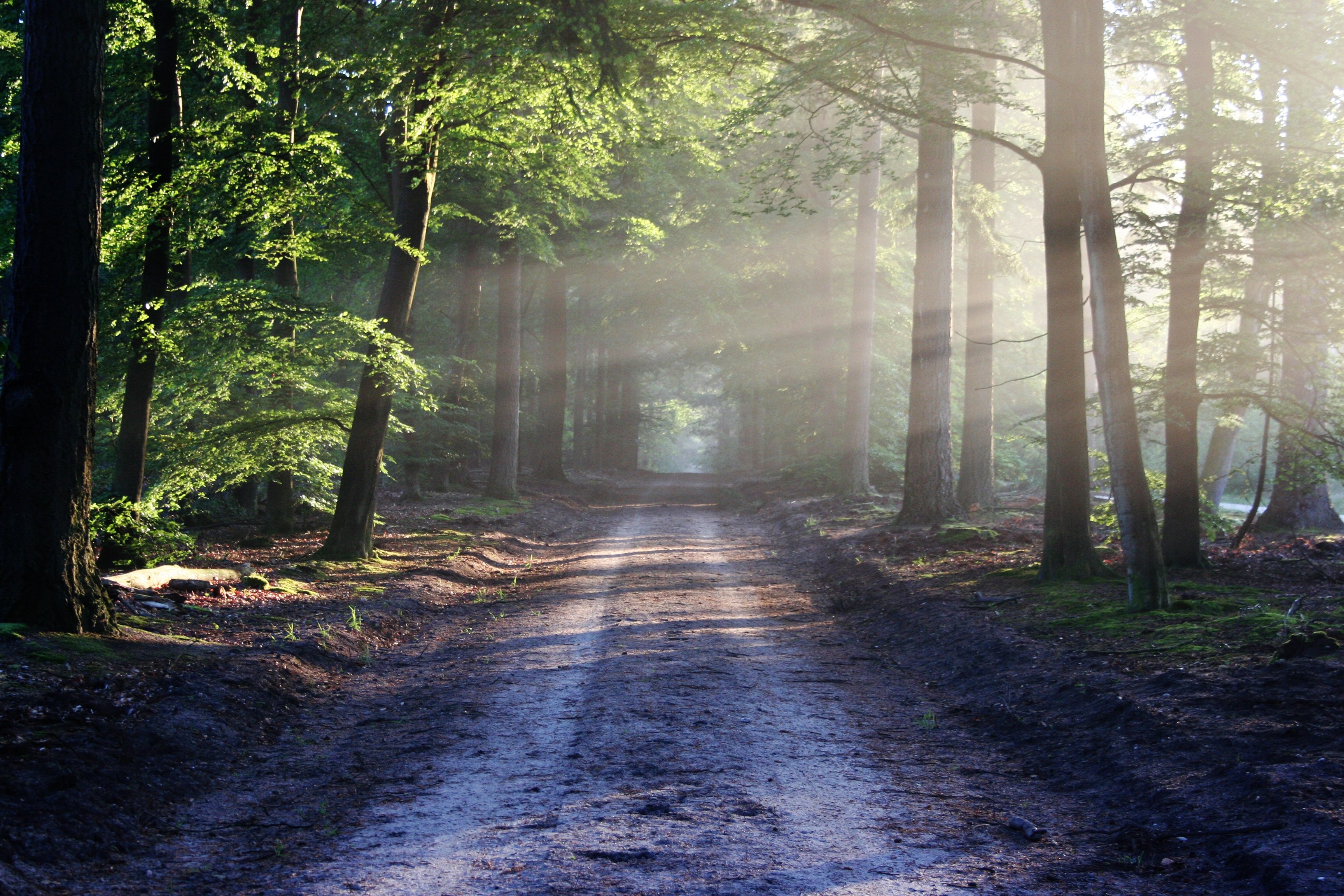 Photo of a path in the wood with the sun shining through the trees
