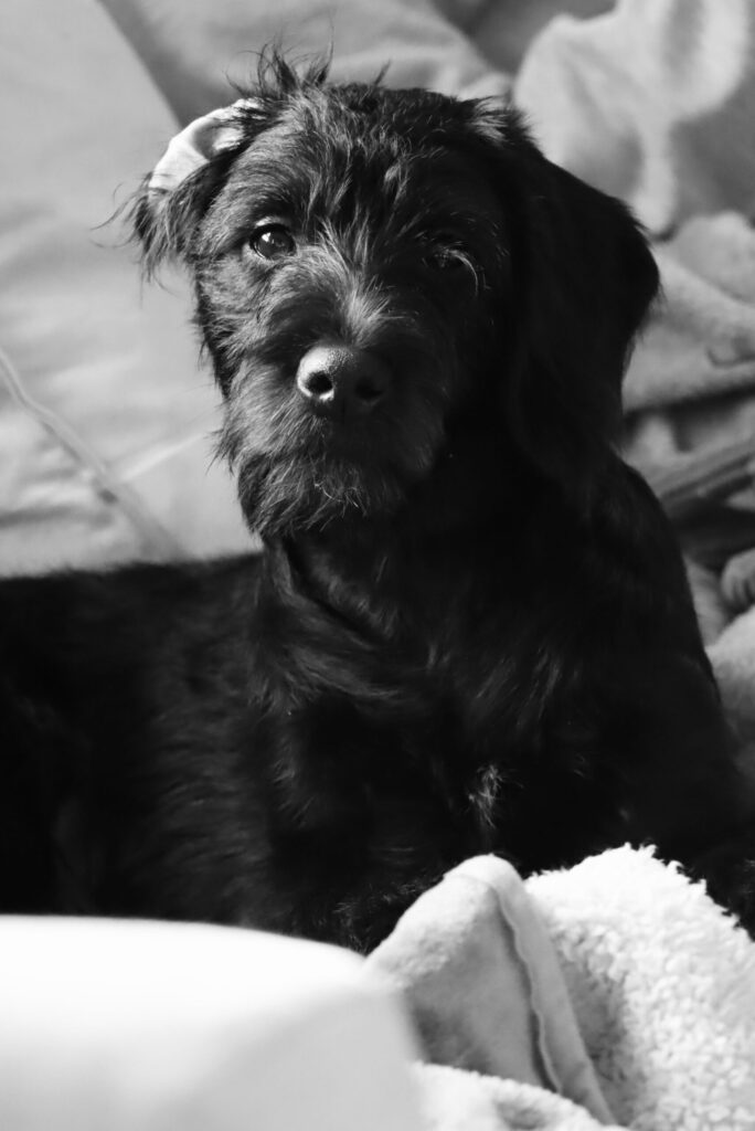 Picture of Dobby, Carlota's Dog